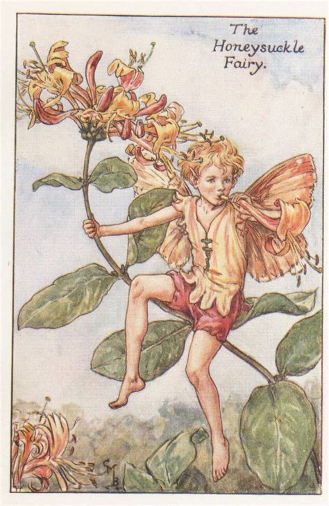 Flower Fairies The Honeysuckle Fairy Vintage Print C1930 By Cicely