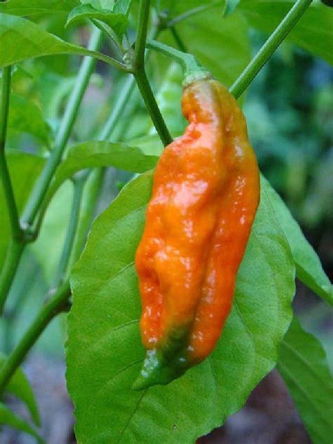 Polynesian Produce Stand Live Ghost Pepper Seeds Naga Jolokia The