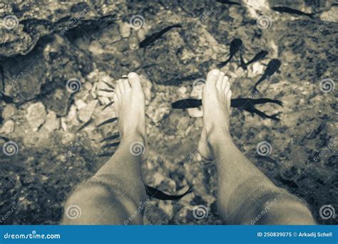 Fish Bite Feet In The Water Cenote Tajma Ha Mexico Stock Image Image