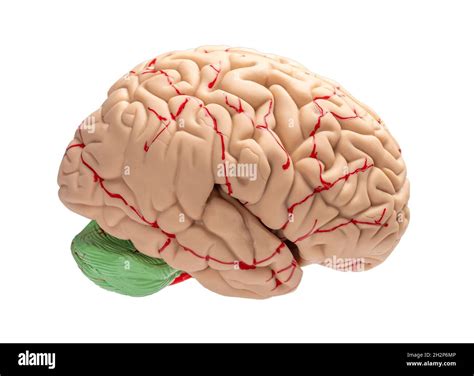 Human Brain Side View Stock Photo Alamy