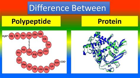 Polypeptide