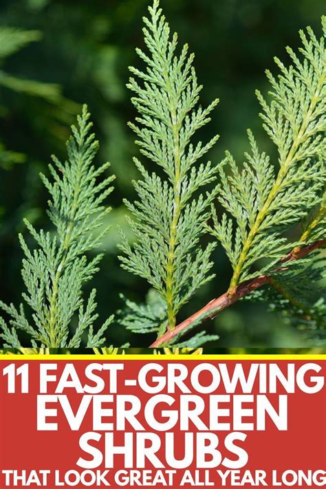 11 Fast Growing Evergreen Shrubs That Look Great All Year Long