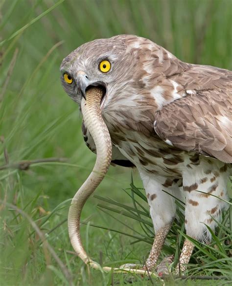 Eagle Eating Snake On Cactus