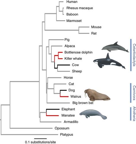 Eutherian Mammals Examples - Pets Lovers