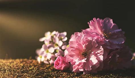 Pink Peony Blossom Fuchsia Paeonia Paeoniaceae Prennial Spring