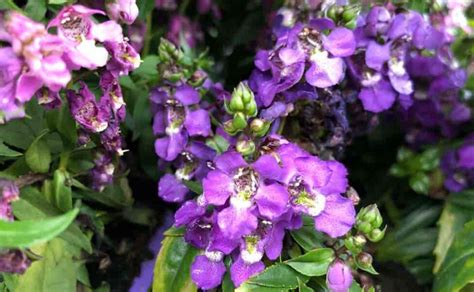 Consejos para el cuidado de las plantas de Angelonia Cría de dragones