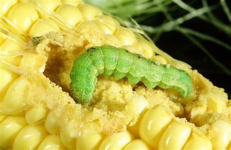 Corn Earworm Management In Sweet Corn Entomology