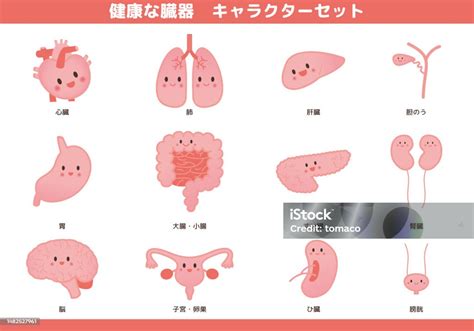 healthy organ character image illustration set stock illustration