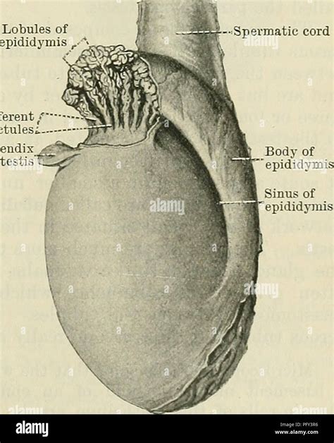 Epididymis Anatomy