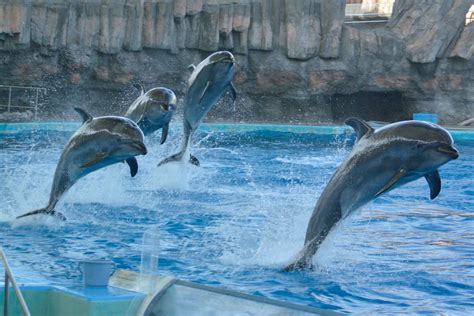 Port of Nagoya Public Aquarium | Dolphins, Animals, Funny dolphin