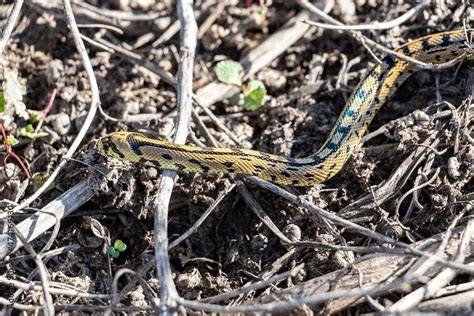 Green whip snake or western whip snake (Hierophis viridiflavus ...