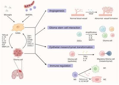 Frontiers Glioma Associated Microglia Macrophages Gams In