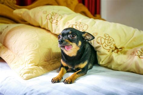 10 Interesting Facts About Chihuahuas