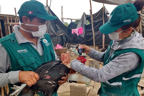 Senasa Inicia Campa A De Vacunaci N De Aves En Ica Para Prevenir