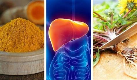 6 Best Herbs To Protect Your Liver Step To Health