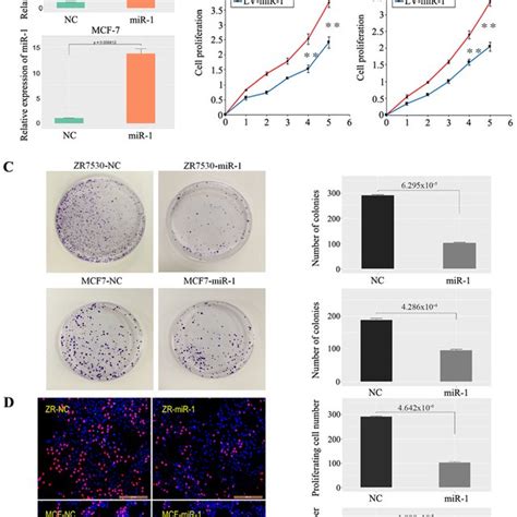 MiR 1 Inhibits BC Cell Growth A Validation Of MiR 1 Overexpression