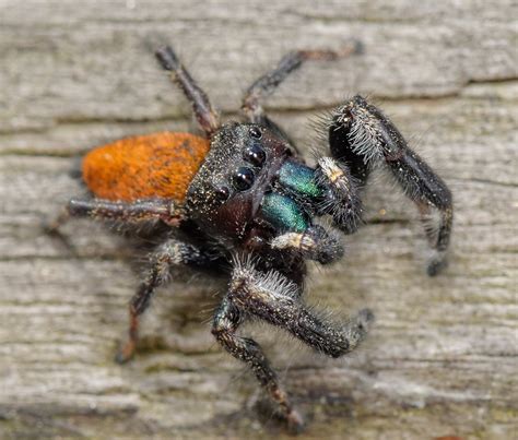 Maryland Biodiversity Project - Grayish Jumper (Phidippus princeps)