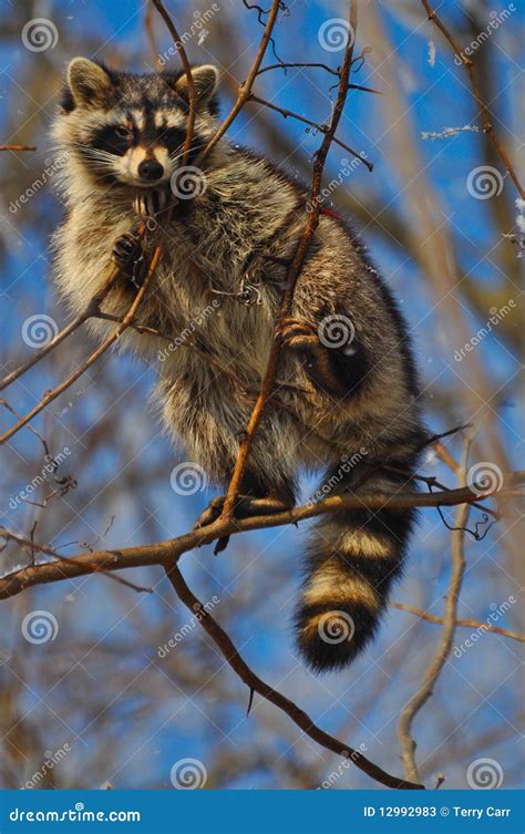 Raccoon In A Tree Stock Image Image Of Natural Wild 12992983