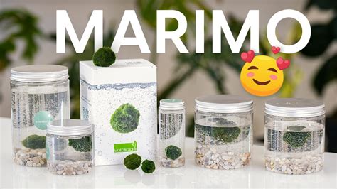 Marimo Come Curare L Alga Palla Degli Innamorati Youtube