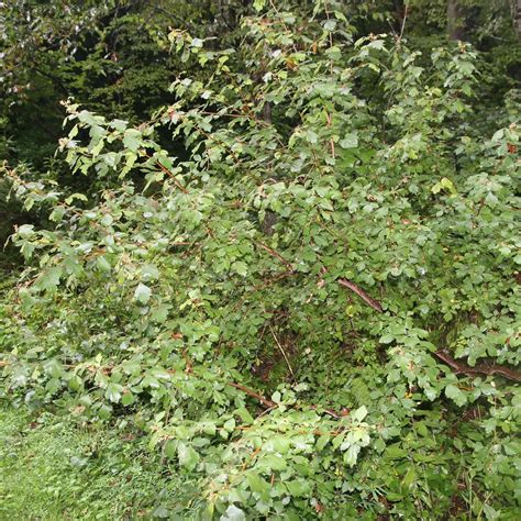 Rhus Aromatica Fragrant Sumac Scioto Gardens Nursery