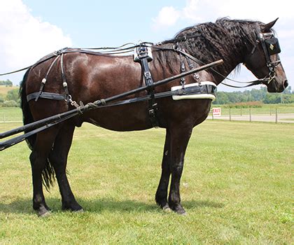 Friesian / Quarter Horse Cross - Discover Ohio Horses