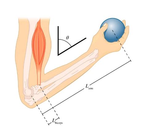 Solved The forearm of length 𝐿arm 35 0 cm shown in the Chegg