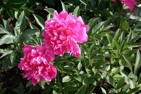 Paeonia Félix Crousse Pioenroos De Tuinen Van Appeltern