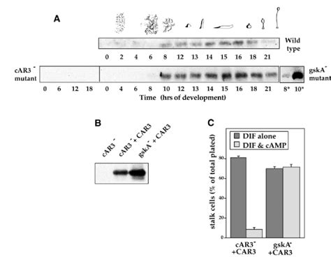 A Immunoblotting Of Wild Type Car3 − And Gska − Mutants With