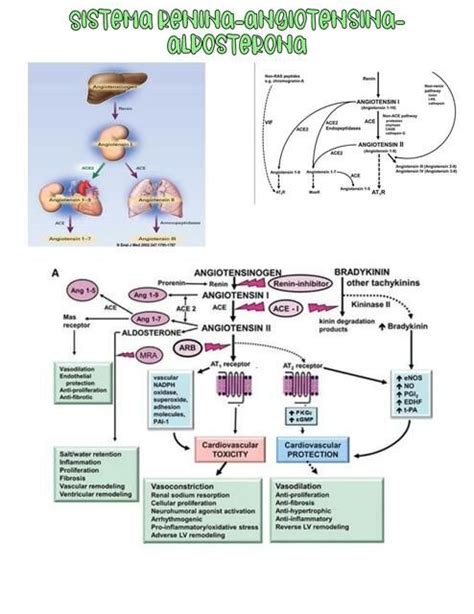 Sistema Renina Angiotensina Aldosterona Sraa Hami Notes Udocz En