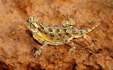 12 Types Of Lizards In Oklahoma With Pictures Reptile Jam