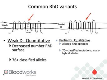 The Rh Blood Group System Are You Positive Med Lab Study Hall