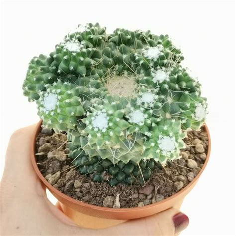 Mammillaria Spinosissima Cv Un Pico F Mostruosa Prolifera Cm