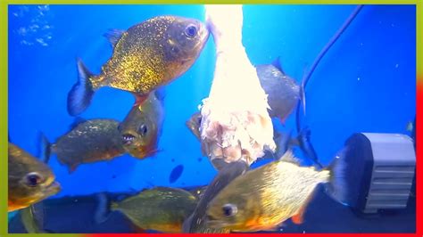 Piranha Fish Tank Eating Meat Piranhas Love Chicken Live Feeding