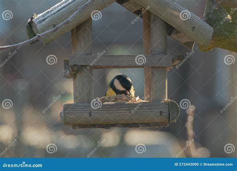 Feeding Wild Birds in Winter. Stock Photo - Image of survival, feeder ...