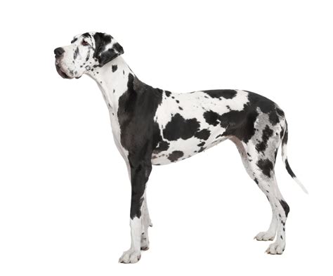 Harlequin Dog Breeds | The Smart Dog Guide