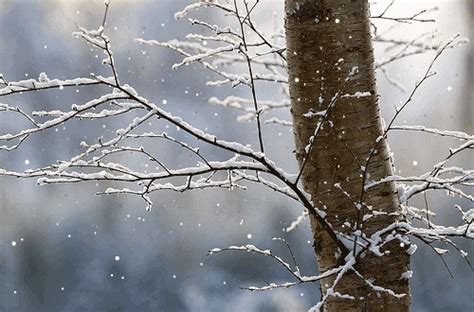 Snowfall GIFs - Find & Share on GIPHY