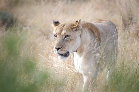 Josie The Lioness Addo Elephant National Park South Africa