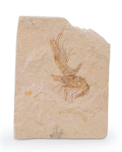 Fossil Shrimp Carpopenaeus Sp Cretaceous Lebanon X X