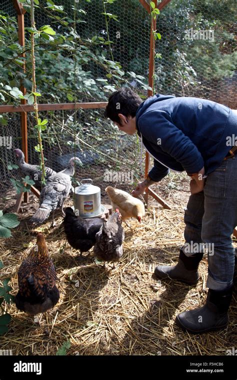 Feeding Backyard Chickens The Backyard Gallery