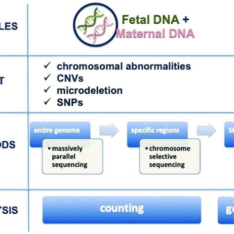 PDF Non Invasive Prenatal Testing Current Perspectives And Future