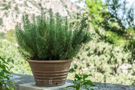 Come Coltivare Rosmarino In Casa Non Sprecare