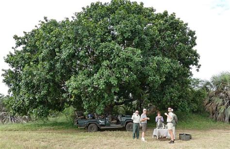 Natal Mahogany Natal Mahonie Tree Factor