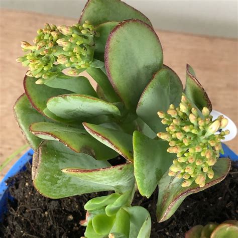 Crassula Arborescens Subsp Undulatifolia Bluebird Crassula