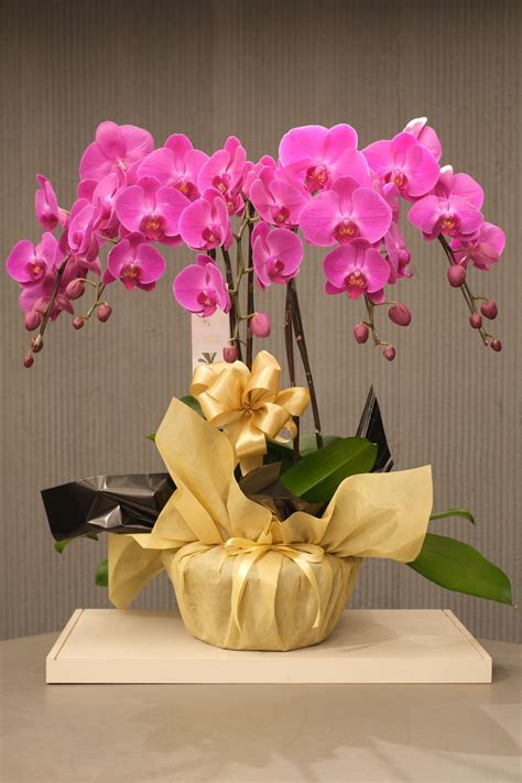 Orchid Online Shopping & Floral Gifts | Orchid Culture