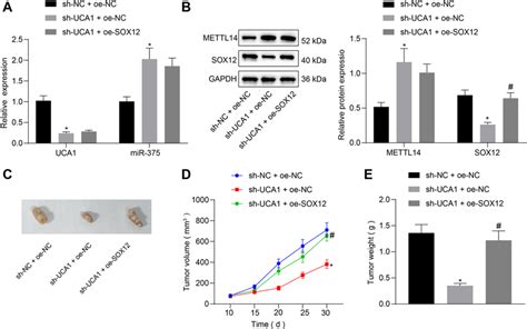 Silencing Lncrna Uca1 Inhibits Breast Cancer Growth In Vivo Via Download Scientific Diagram