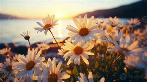 Beautiful white daisy flower field with sunset. 25910513 Stock Photo at ...