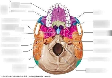 Human Skull Anatomy Inferior View