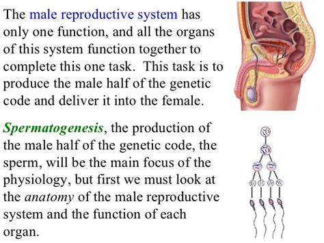 Male reproductive system