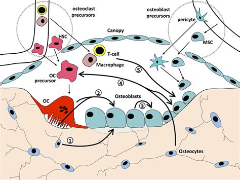 Intercellular Communication Pathways Within The Bmu That Comprise The