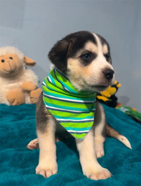 Who remembers our Altoona, Alabama... - Southern Dog Mission